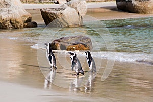 Three penguins walking out of the water onto the beach