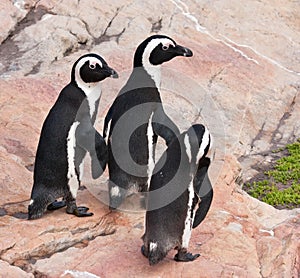 Three penguins walking over rocks