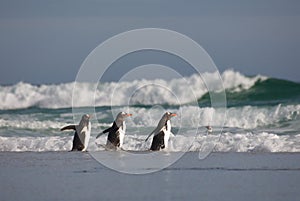 Three Penguins Walking into the Water