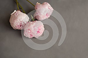 Three peonies on a gray horizontal texture background