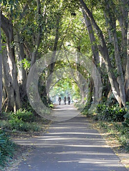 Three peope walking on a tree lined path in a park photo