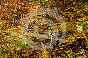 Three people relax on a fallen tree amid vibrant fall foliage in the tranquil woods of New Jersey, a testament to the