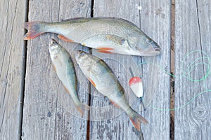 Three perch and a red float