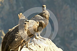 Three perched Andean condors