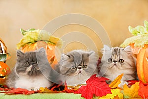 Three persian cats in autumn decoration