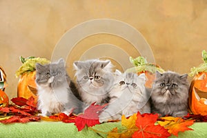 Three persian cats in autumn decoration