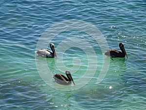 Three Peruvian pelicans swimming in the Pacific ocean, Northern Chile