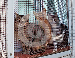 Three pet cats funnily staring outdoors through a mesh screen while sitting on a window sill