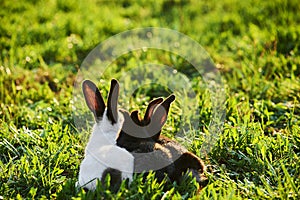 Three pet rabbits laying on grass outside