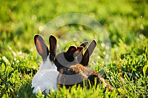 Three pet rabbits laying on grass outside