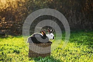 Three pet rabbits sitting outdoor close together outside on a basket