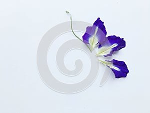 Three petal of butterfly pea.