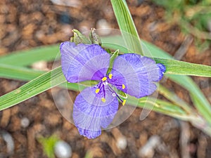 Western Spiderwort Flower photo