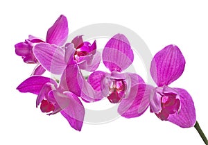 Three petals isolated pink orchids