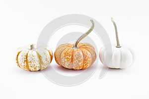 three petite pumpkins