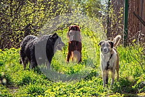 Three pets are playing in nature. Red, black and white dogs walk on spring grass.
