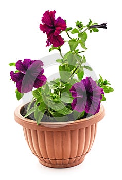 Three petunias in pots