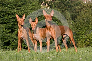 Three Pharaoh Hound dogs