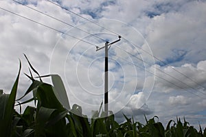 Three phase overhead powerline in a corn field UK