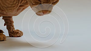 Three pieces of dry cat food are stacked on a pyramid on a white background. A close-up of the muzzle of the cat of the Don Sphynx