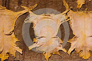 Three pieces of yellow leather drying in the sun in a traditional tannery in the city of Fez, Morocco