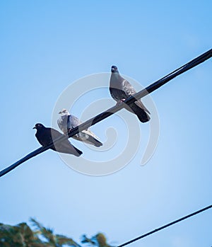 three pigeon on a wire under a blue sky