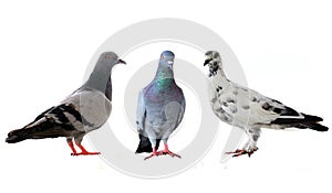 Three pigeons