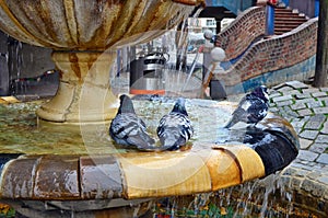 Three pigeons bathe in the city fountain