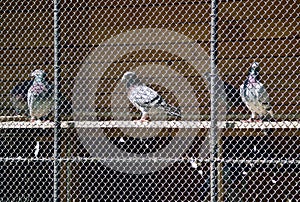 Three pigeons behind netting