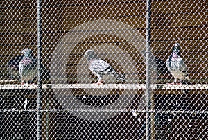Tri holuby za sieťovinou