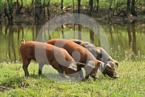 Three piglets