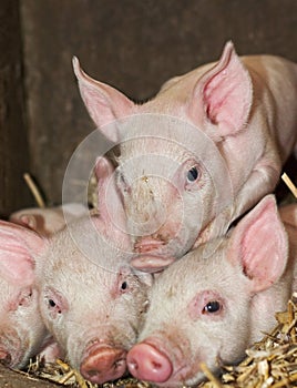 Three Piglets