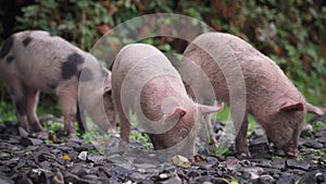Three piglets eating from the ground