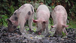 Three piglets eating in the woods