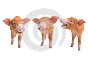 Three piglets isolated