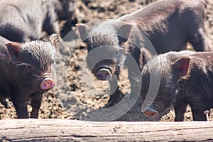 three piglets. lovely pets. large