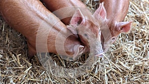 Three piglets nuzzling each other cuddling in their straw barn