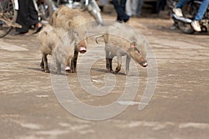 three piglets stray across a road in India