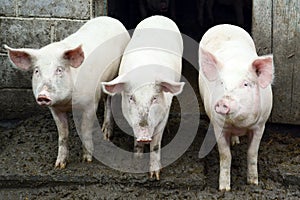 Three pigs