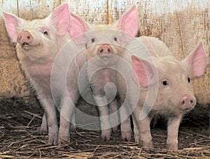 Three pigs photo