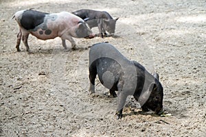 Three pigs on the background of sand. In the foreground is a black pig.