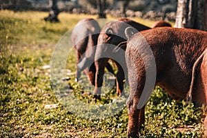 Three pigs are eating grass in a field