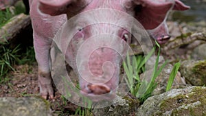 Three pigs feeding on the grass that grows between the stones