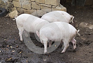 Three pigs are fighting for food