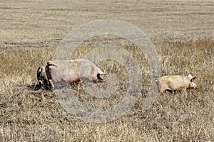 Three pigs grazing on the dry grass