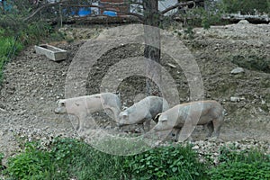 Three pigs look for food