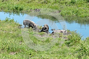 Three pigs are lying walking on the banks of a small river among the green grass on a summer day