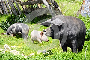 Three pigs on a meadow