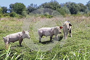 Three pigs with muddy muzzle the meadow