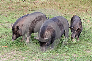 Pigs and natural meadow. Wild animal in Thailand.